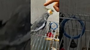 Злой попугай корелла