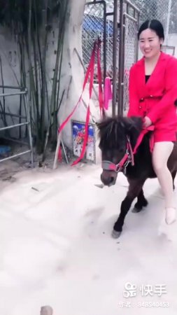 Visit a pony shelter for a ride