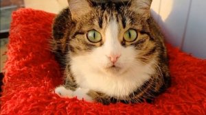 Огурцы на балконе. Мой опыт выращивания.mp4