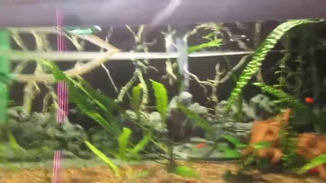 манку у гуппи лечение 2 смотреть онлайн