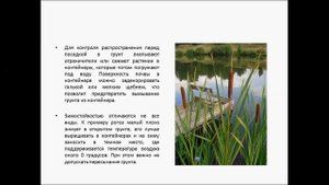 РОГОЗ