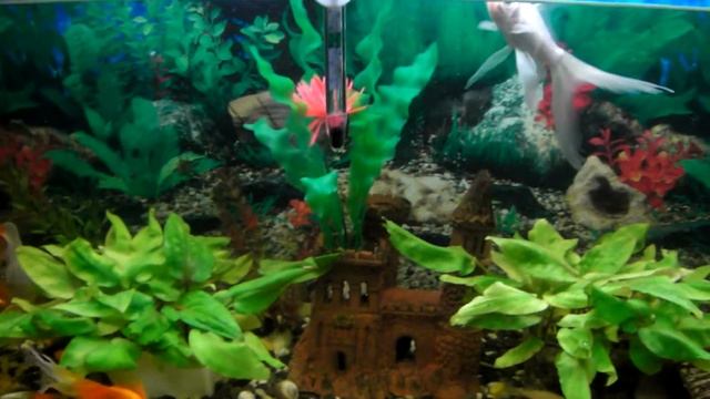 золотые рыбки (кометы) смотреть онлайн