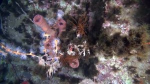 Затонувшие корабли Красного Моря
