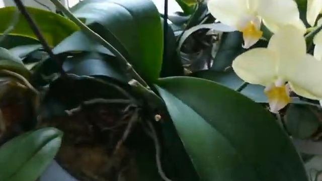 ЧАСТЬ 1.ЦВЕТЕНИЕ МОИХ ОРХИДЕЙ В КОНЦЕ МАЯ❣️??#phalaenopsis #фаленопсис #orhids #flores #legato ?❤️?