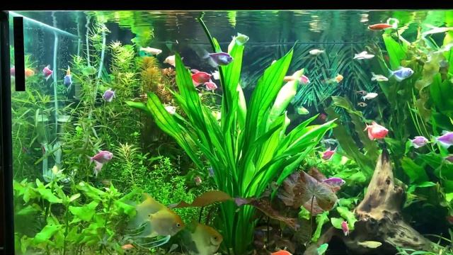 Ксенококус! как бороться и откуда берется эта водоросль?