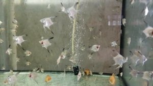 Скалярия Параиба жемчуг и Дискус 10 мая 2021 г.