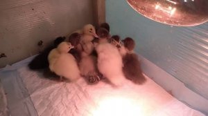 Индоутята. Разные линии.