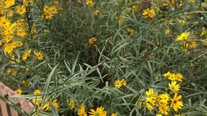 Plant Review: Perennial Sunflower [Helianthus angustifolius]