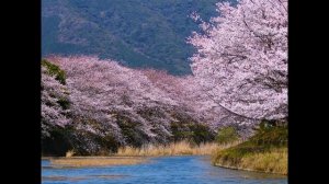 Сакура цветет