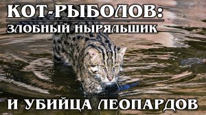 Вивверовый кот - хищный ныряльщик и настоящий рыболов! Интересные факты о коте-рыболове..