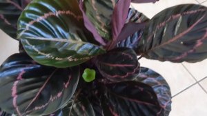 Калатея Дотти