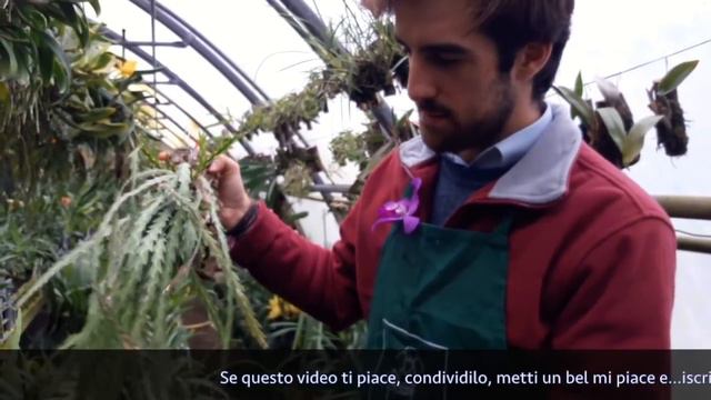 Lockhartia oerstedii un'orchidea poco conosciuta смотреть онлайн