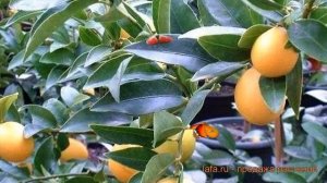 Цитрус обыкновенный Лаймкват Лейкленд ? обзор: как сажать, саженцы цитруса Лаймкват Лейкленд