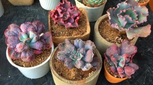 GOING SLOW WITH THESE BUNCH | SUCCULENT CARE TIPS