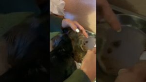 Как стричь уши Биверу