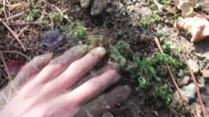 Виноград на арке"Перголла".Устройство, формировка, обрезка,укрытие.