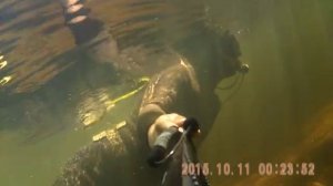 Подводная охота на малых реках(Чёрная Калитва)