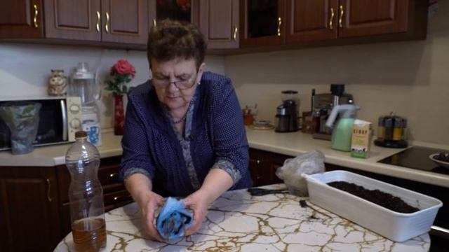 Черенкование смородины в марте. Саженцы получатся очень быстро