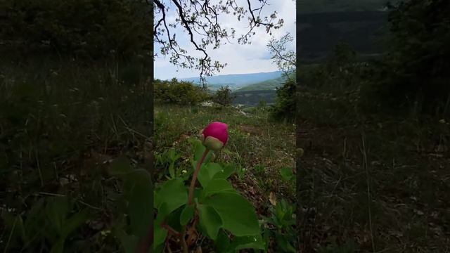 Пион Крымский (Таврический). Весна в Крыму. #туризм #природакрыма #пион #цветы #природа