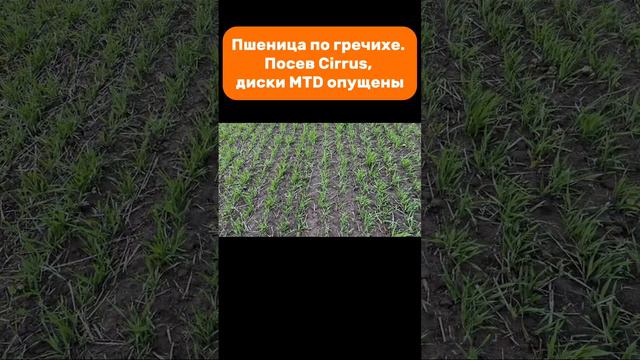 Пшеница по гречихе. Посев Cirrus, диски MTD опущены #amazone #cirrus #seeder