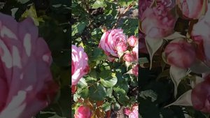 Роза Агнес шилингер.Розы у Тамары.07.06.23 г.