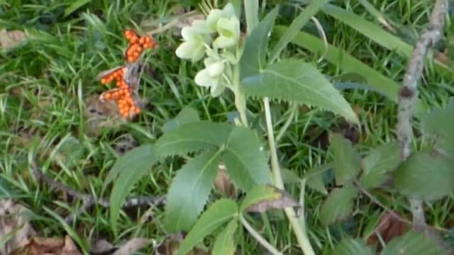 Holly-Leaved Hellebore (Helleborus argutifolius) смотреть онлайн