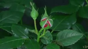 Бунин И. Розы.