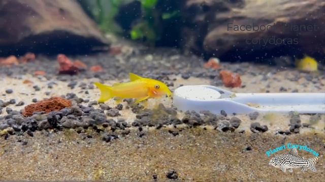 CW010 Gold lasers Corydoras смотреть онлайн