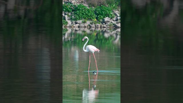 ФЛАМИНГО ПОСЛЕДНИЕ ДНИ ЗИМЫ  +20 с