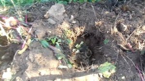 Осенняя посадка малины сорт Карамелька и Брянское диво.