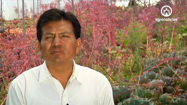 ECHEVERIAS смотреть онлайн