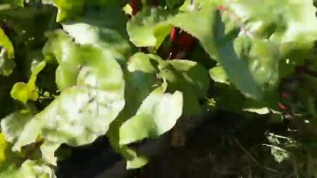 Посадка грядок с овощами под плёнку и никаких дополнительных работ до сбора урожая. смотреть онлайн