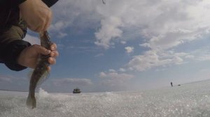 КАК СРАЗУ ПОЙМАТЬ СУДАКА НА МАЛЬКА И НА ВИБ! ЭКСПЕРИМЕНТАЛЬНАЯ ОСНАСТКА.