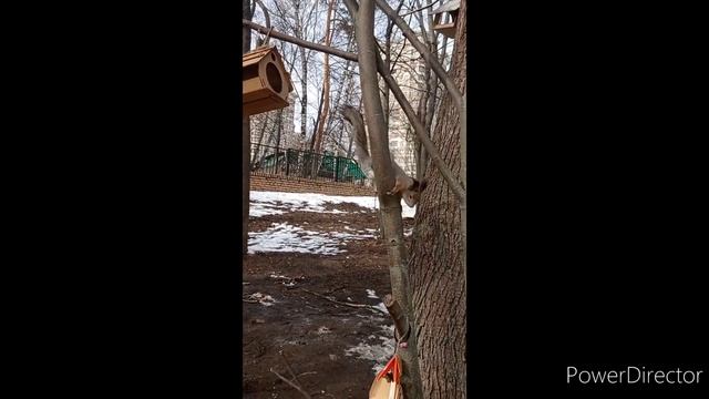 Белки бешенство переносят?