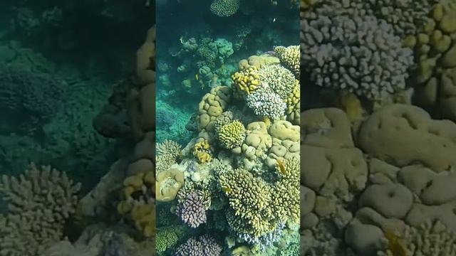 Time for diving. Бухта Sharks bay.Egypt. Red Sea. Египет. А теперь дайвинг. Шарм эль Шейх. Египет