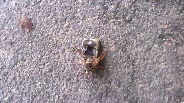 Майский жук зомби смотреть онлайн