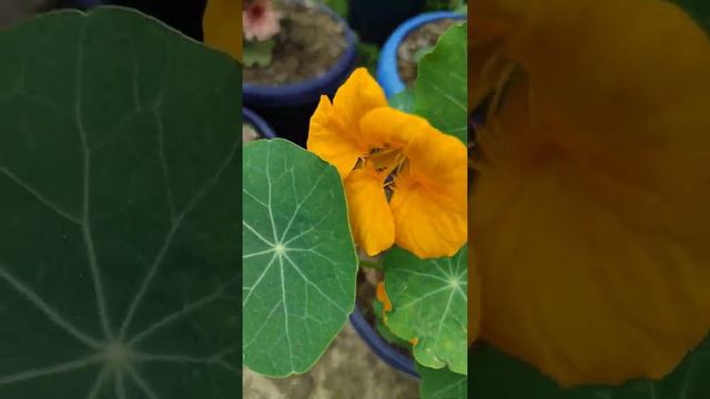 Gerbera and Nasturtium//My mini garden//