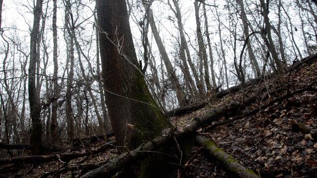 Корни и дуб с ними смотреть онлайн