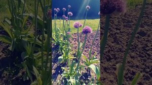 #слоновийчеснок #лукчеснок Зацвел лук (чеснок) рокамболь