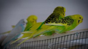 3 Hour Budgie Sounds for Lonely Birds