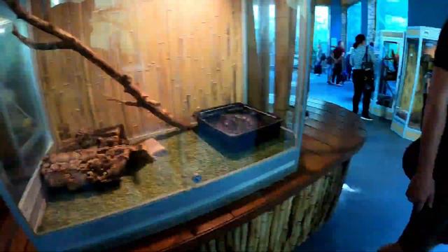 Голод. Самая вкусная пицца. Белгородский Zoo и Dino парки. смотреть онлайн