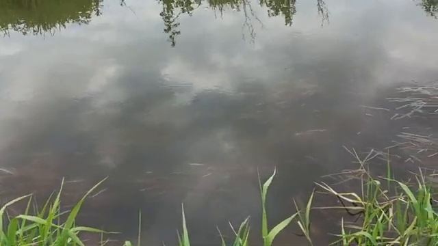 Начало строительства форелевого хозяйства. Россия.Татарстан.