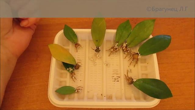 Школа вязания: Я расскажу как размножить замиокулькас смотреть онлайн