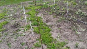 ГРУША Ноябрьская. Обзор Молодого Сада!