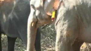 Как проводят отпуск индийские слоны