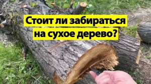 Стоит ли забираться на сухое дерево?