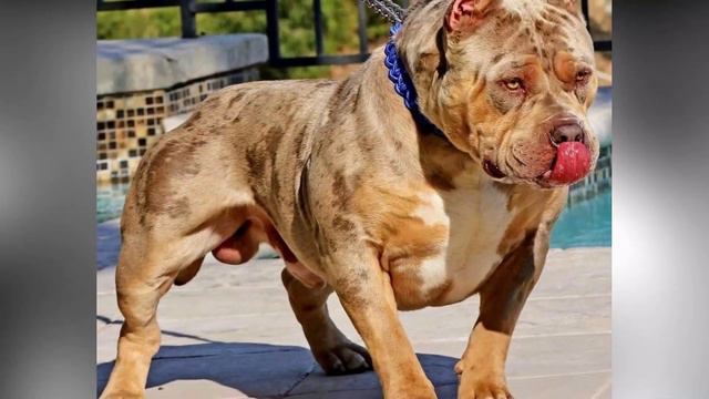 Pit monster vs Doberman [Pitbull Monster vs Doberman] смотреть онлайн