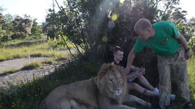 "...погладьте , погладьте , погладьте льва , НЕ БОЙТЕСЬ !" смотреть онлайн
