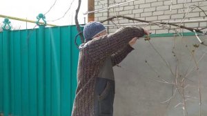 Обрезка старого куста винограда на арке