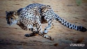 Почему гепард бежит так быстро?